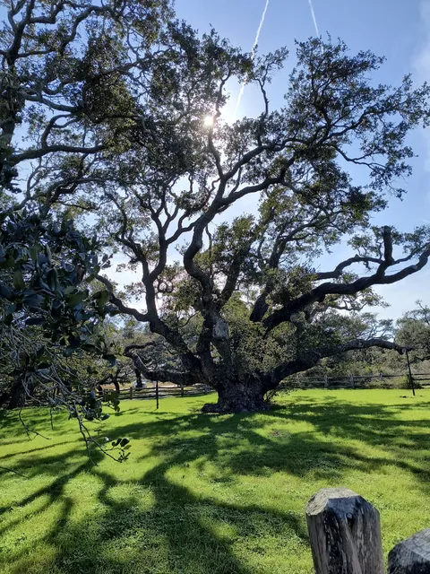 Goose Island State Park - The Big Tree
