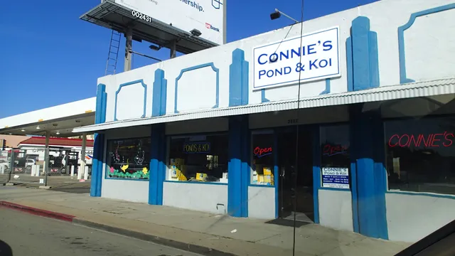 Connie's Pond and Koi