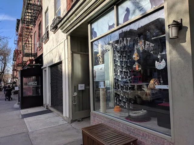 The Brooklyn Cat Cafe