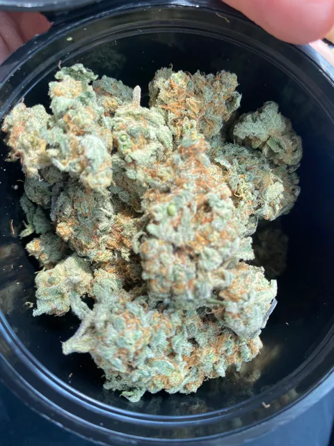 Big Chief Collective Duncan