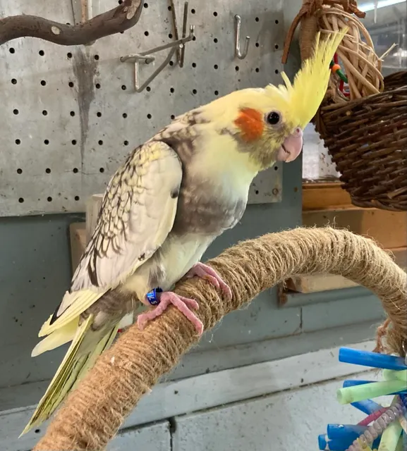 Feathered Frenzy Aviary