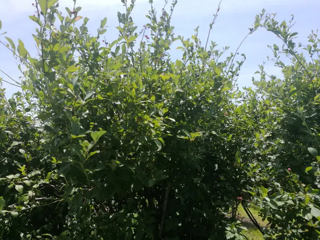 Nelson Blueberry Farm