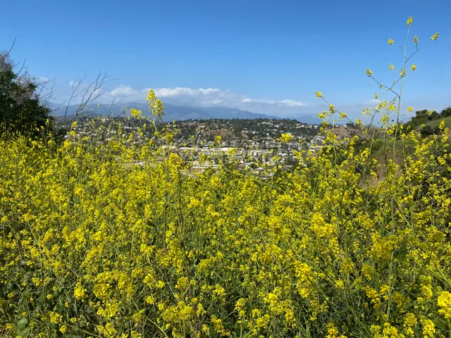 Elysian Park Arboretum