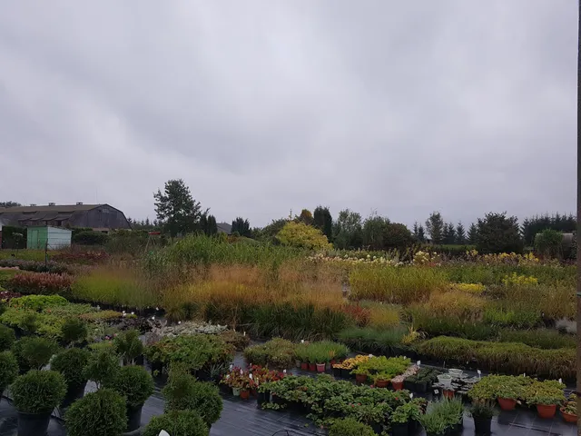 Medelynas Puošmedis, MB