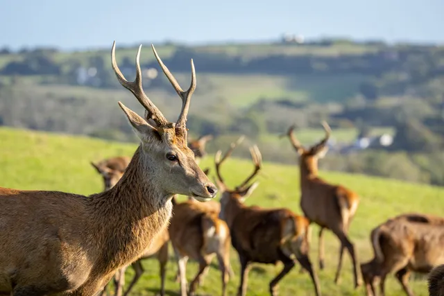 Great Wedlock Farm & Deer Park