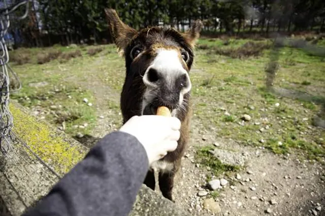 Villafranca de Córdoba