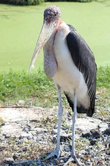 Gulf Coast Gator Ranch & Tours