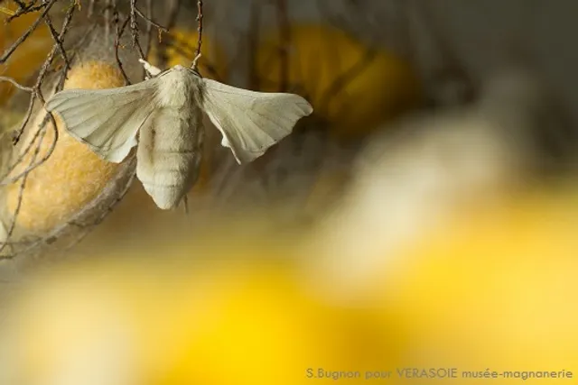 Musée vivant du ver à soie (Magnanerie de Lagorce)