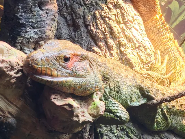 Reptile & Amphibian House