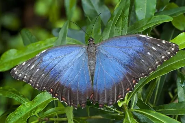 Pierella Ecological Garden