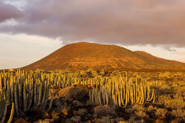 zapotitlan salinas Botanical Garden