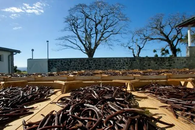 The vanilla plantation, Domaine du Grand Hazier