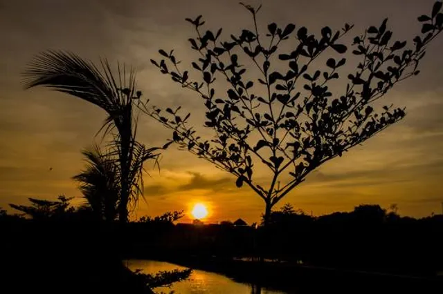 Taman Mangrove Ketapang