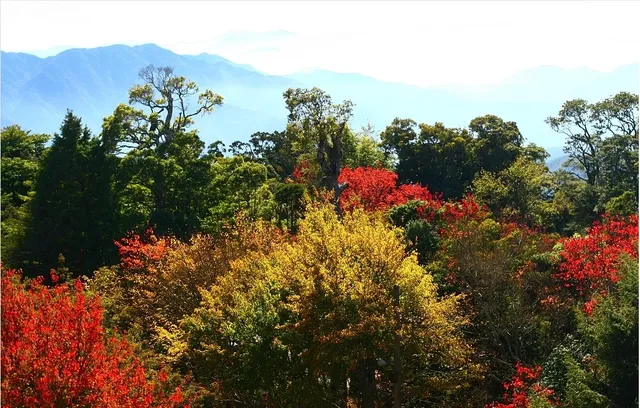綠生活旅行社有限公司
