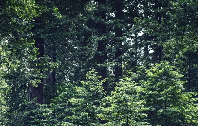 Almost Heaven Vacations