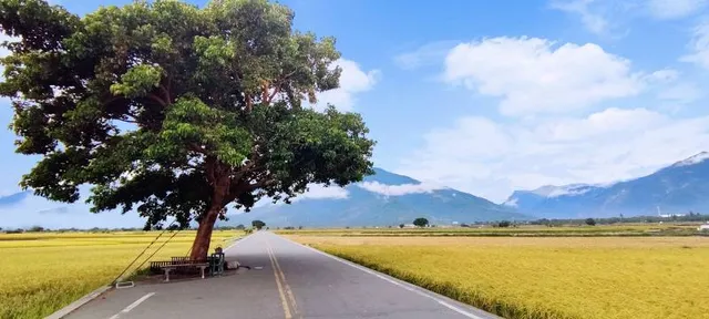 Takeshi Kaneshiro Tree