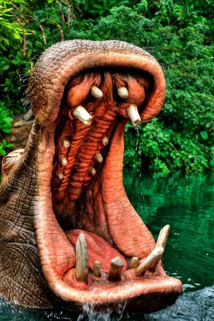 Pirates of the Caribbean