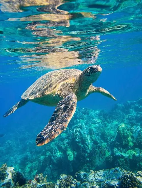 Zakynthos Sea Turtle Rescue & Information Center