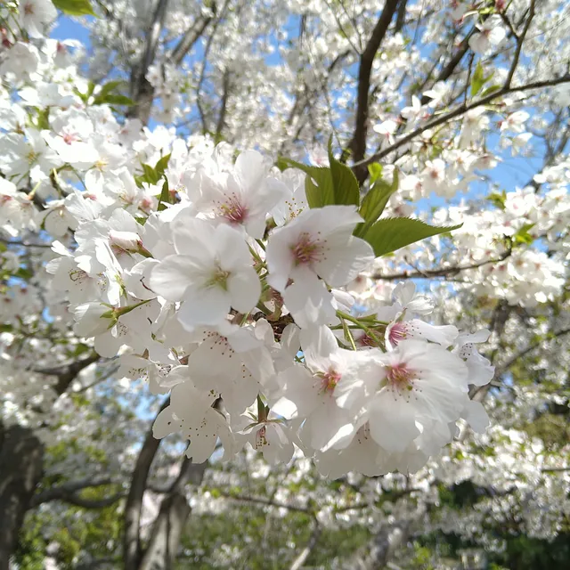 Saiwai Furusato Park