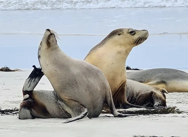 Kangaroo Island Council