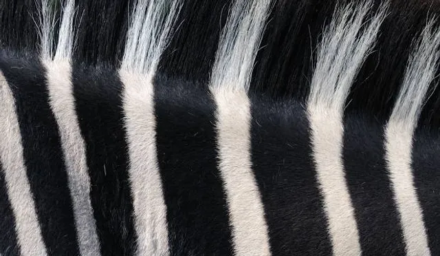 Região Geográfica Imediata de Curitibanos