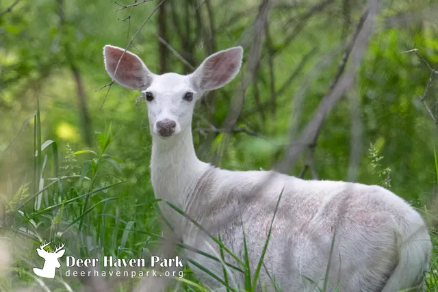 Deer Haven Park, LLC