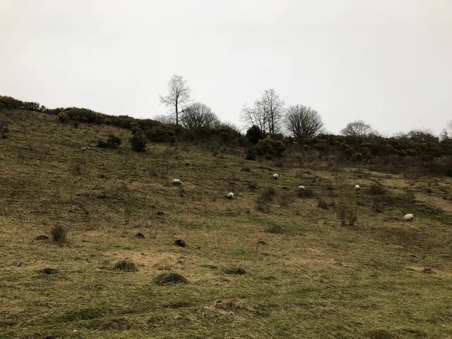 Wild Park Local Nature Reserve