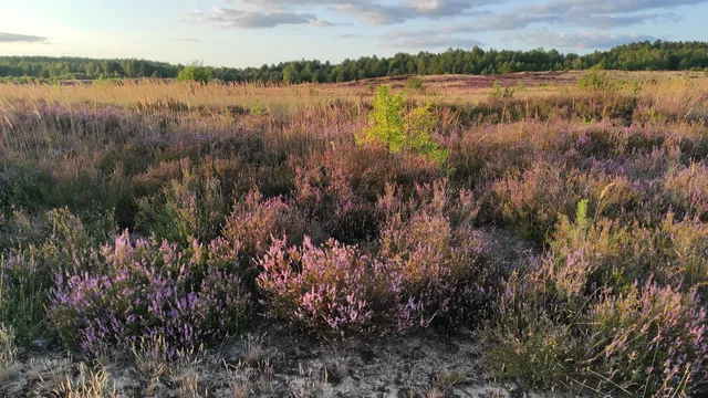 Rezerwat przyrody Wrzosowiska w Okonku