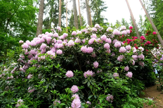 Rhododendrongarten