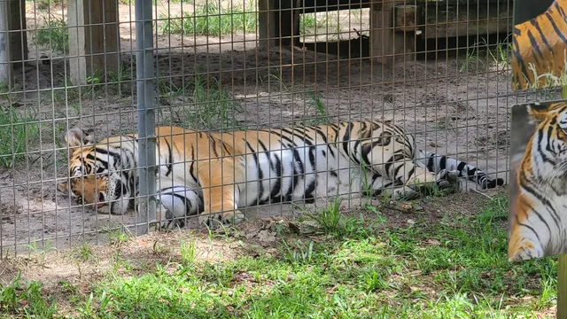Tregembo Animal Park