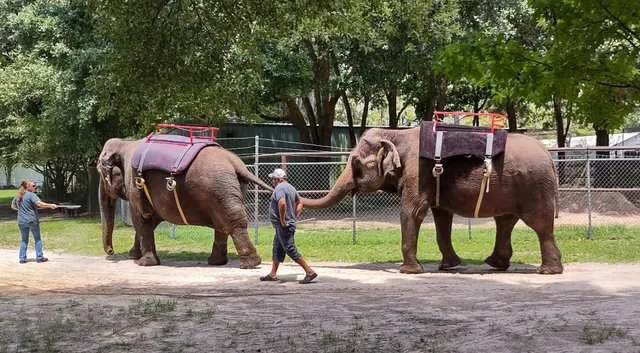 Two Tails Ranch: All About Elephants