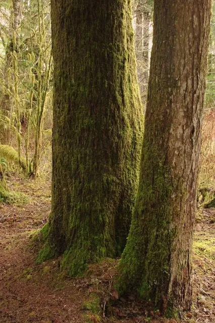 Bogachiel State Park