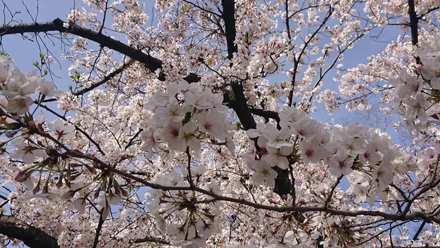 Ibarakishi Central Park