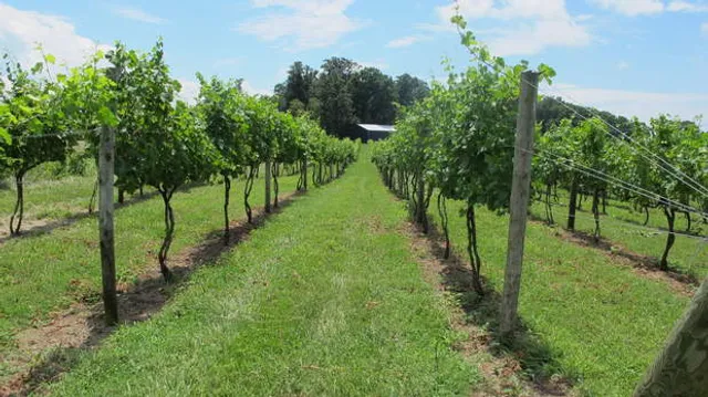 Ramulose Ridge Vineyards