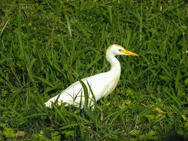 Lake Apopka North Shore