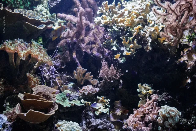 Aquarium du Limousin