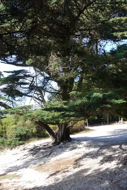 Skansen Battle Polish Army