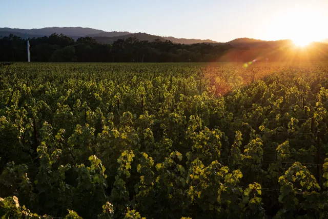 Kapcsándy Family Winery