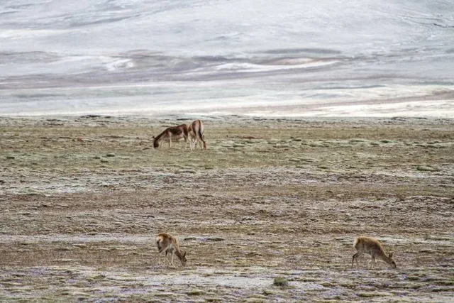 Hoh Xil National Nature Reserve