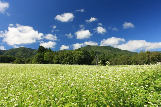 Shimojo Soba Field