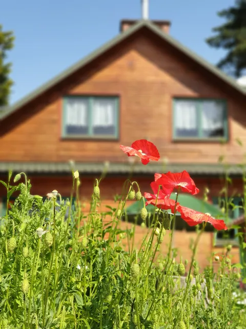 Leśna Odnowa Borków