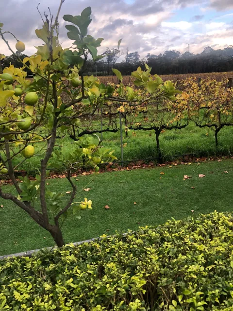 Coward and Black Vineyards