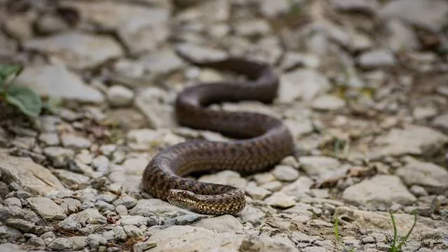 Fletcher Creek Ecological Preserve