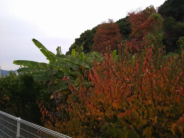 photo-1