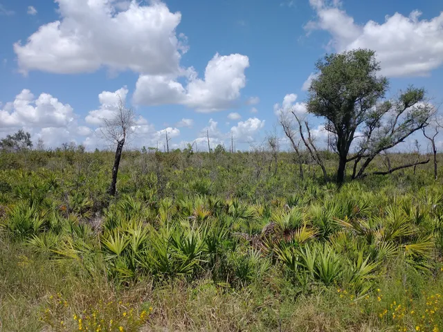 Lake Wales Ridge Wildlife and Environmental Area - Mountain Lake Cutoff