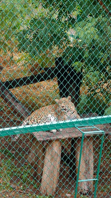 Manikdoh Leopard Rescue Centre