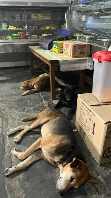 Jain sweets and Wildlife Safari