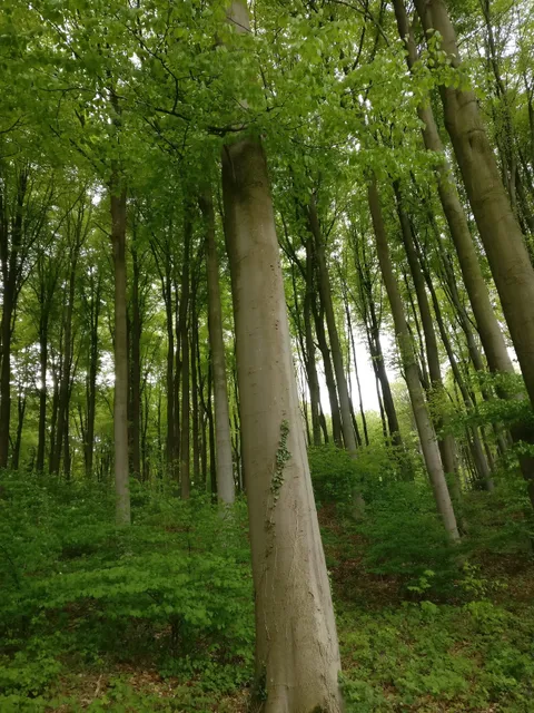 Koppenbergbos