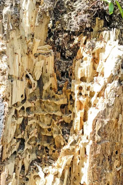 Penchalakona Waterfalls