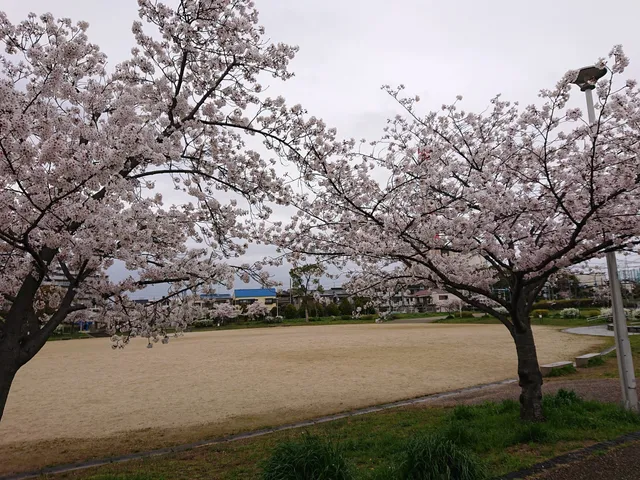 Kohoku Park